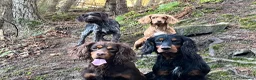 Cocker Spaniel dogs for stud: Champion Cocker Spaniel Studs - Advert 4