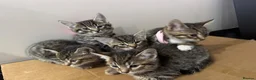Mixed Breed cats for sale: 5 beautiful tabby kittens  - Advert 24