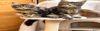 Maine Coon Kitten 3