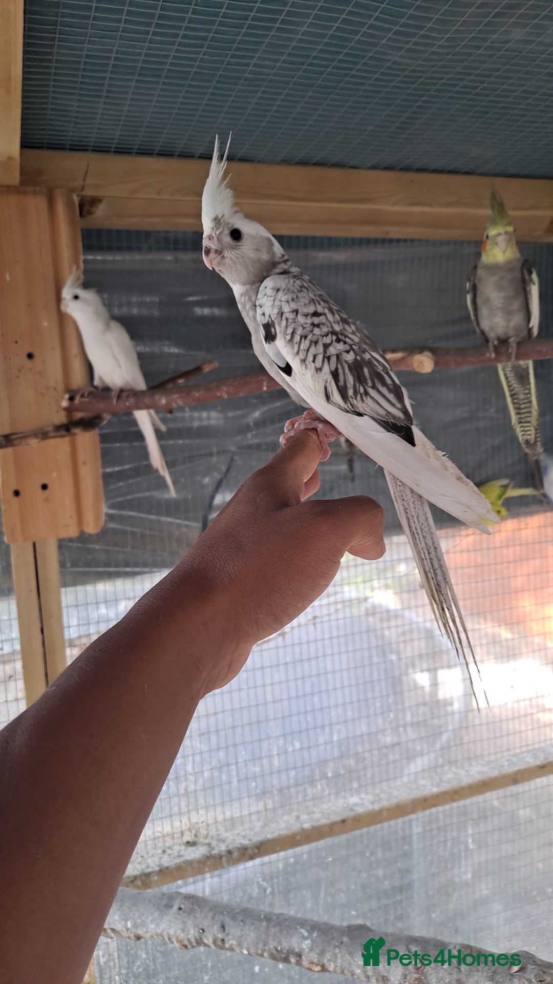 Cockatiels birds for sale: Silly hand tamed baby cockatiels for sale  - Advert 3