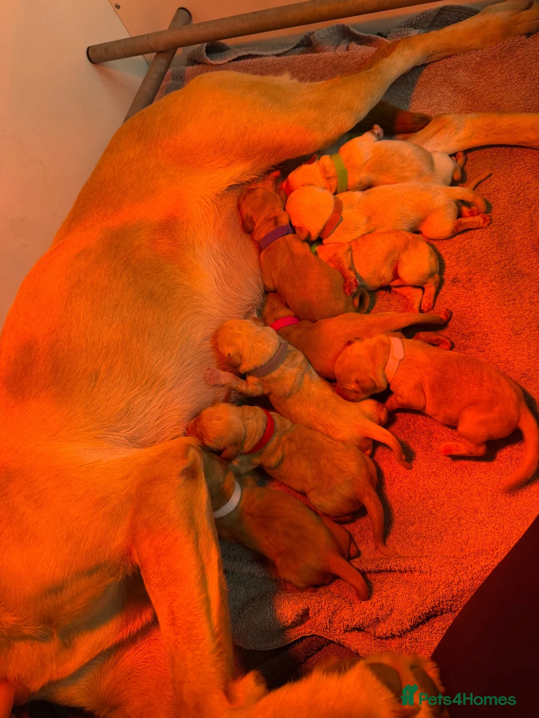 Labrador Retriever dogs for sale: KC Registered Working Labrador Puppies  in Pickering - Advert 2