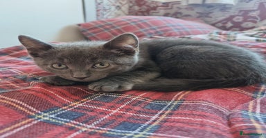 British Shorthair cats - Advert 8