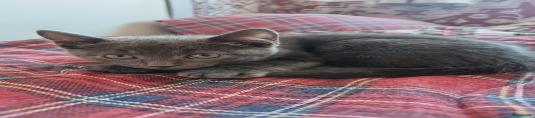 British Shorthair Kitten 1