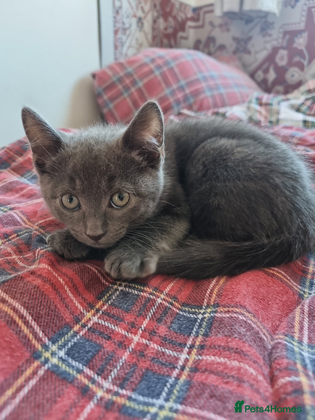 British Shorthair cats for sale: Sale kittens  - Image 2