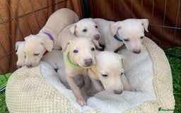 Italian Greyhound dogs for sale: Italian greyhound puppies KC reg European Lineage in Leeds - Image 9