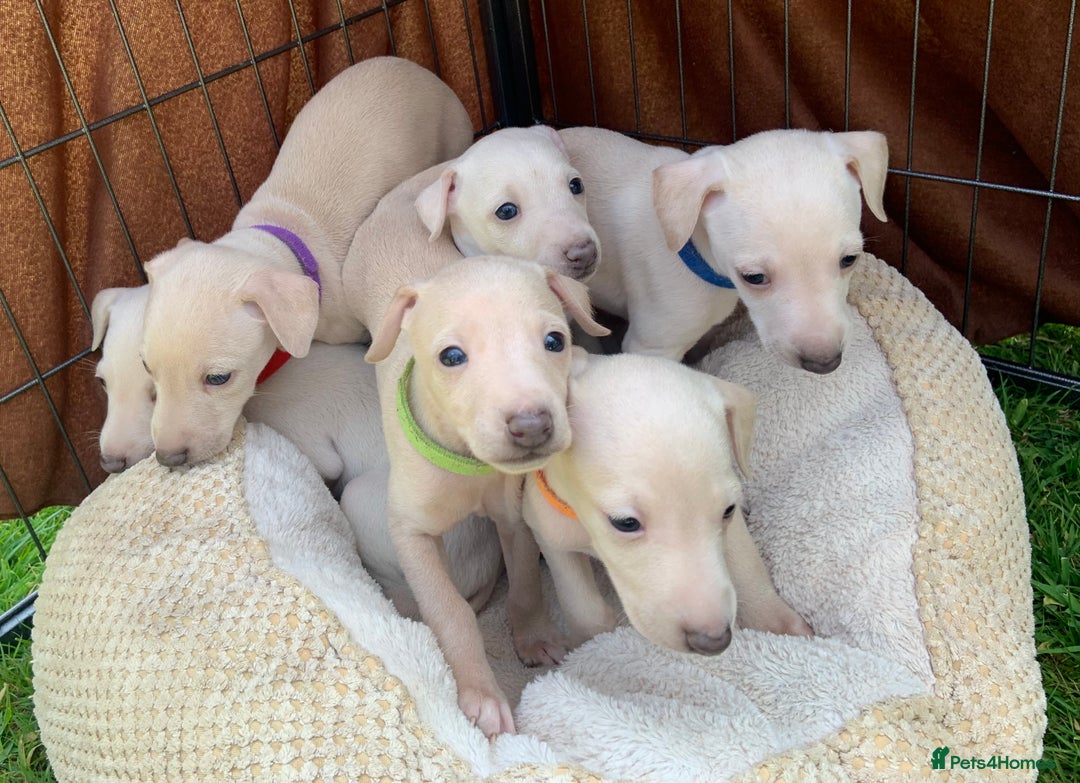 Italian Greyhound dogs for sale: Italian greyhound puppies KC reg European Lineage in Leeds - Image 9