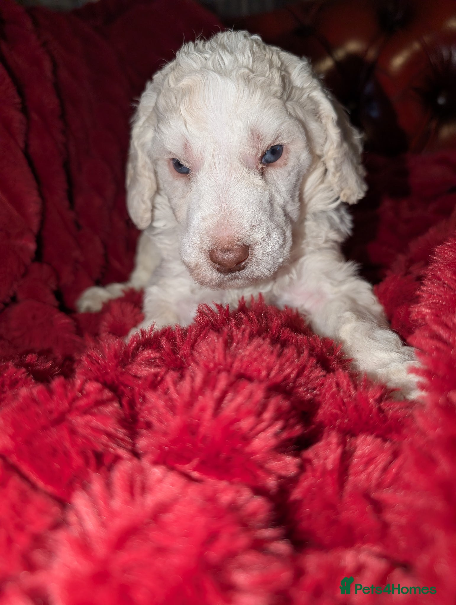 Standard Poodle dogs Viewing now, don't miss out.  - Advert 8