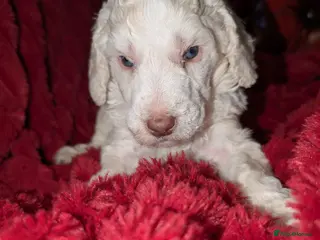 Standard Poodle dogs Viewing now, don't miss out. - Advert 3