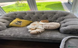 British Longhair cats for sale: *RESERVED* Red Bicolour British Longhair Kitten - Image 17