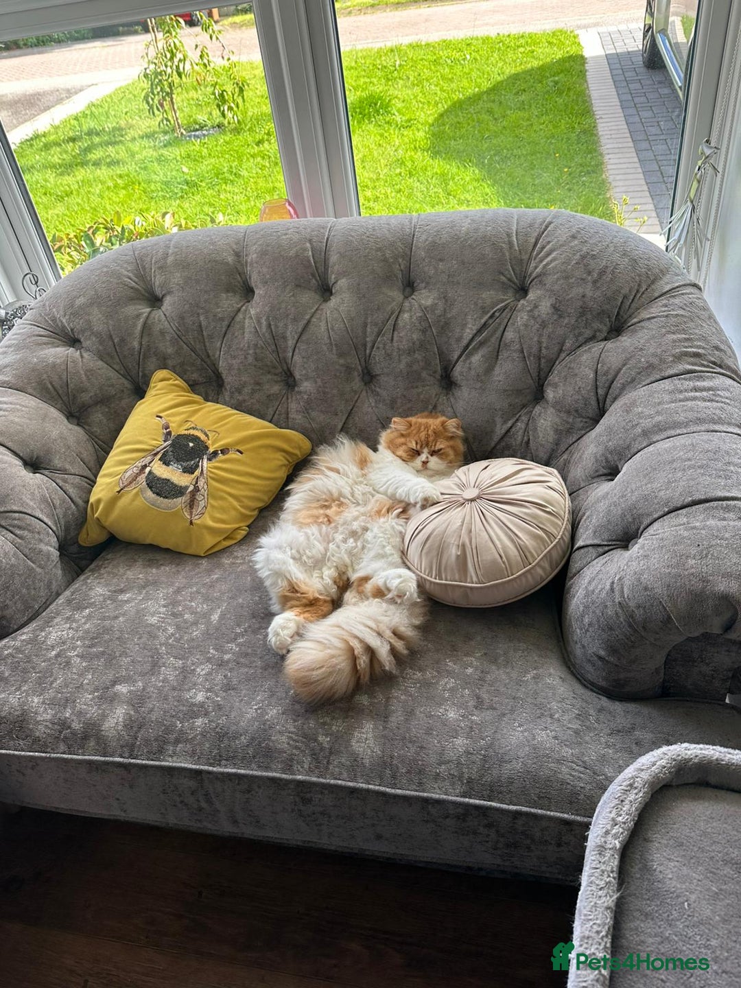 British Longhair cats for sale: *RESERVED* Red Bicolour British Longhair Kitten - Image 17