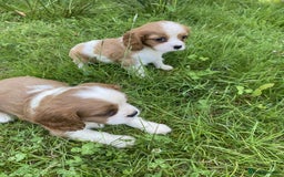 Cavalier King Charles Spaniel dogs for sale: Ready now, cavalier King Charles pups - Image 6