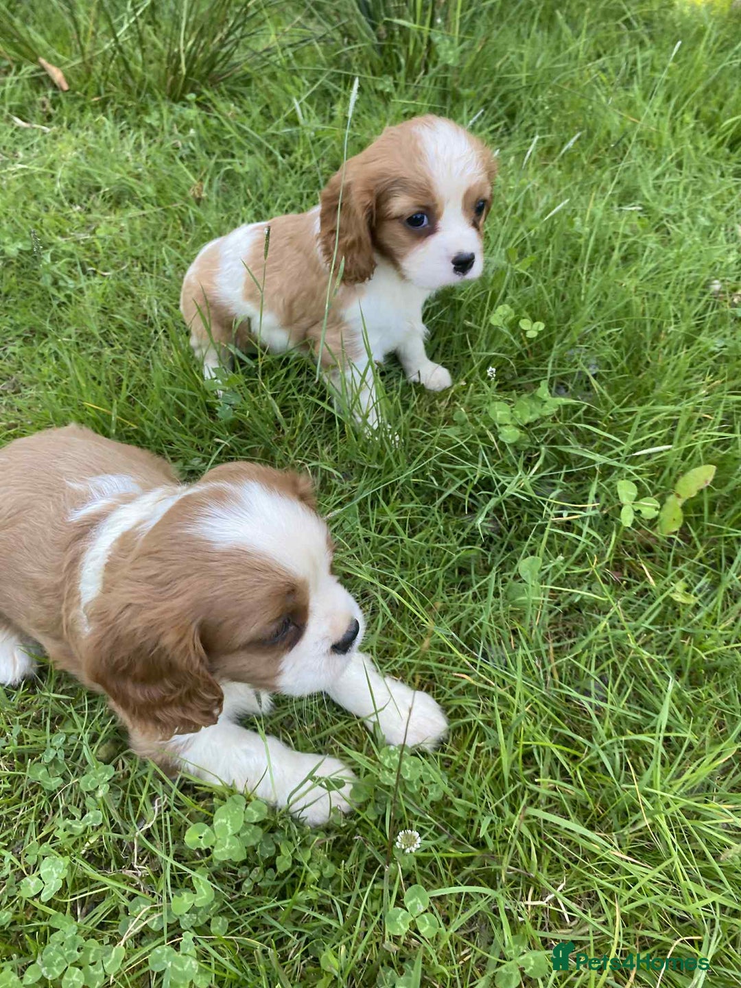 Cavalier King Charles Spaniel dogs for sale: Ready now, cavalier King Charles pups - Image 6