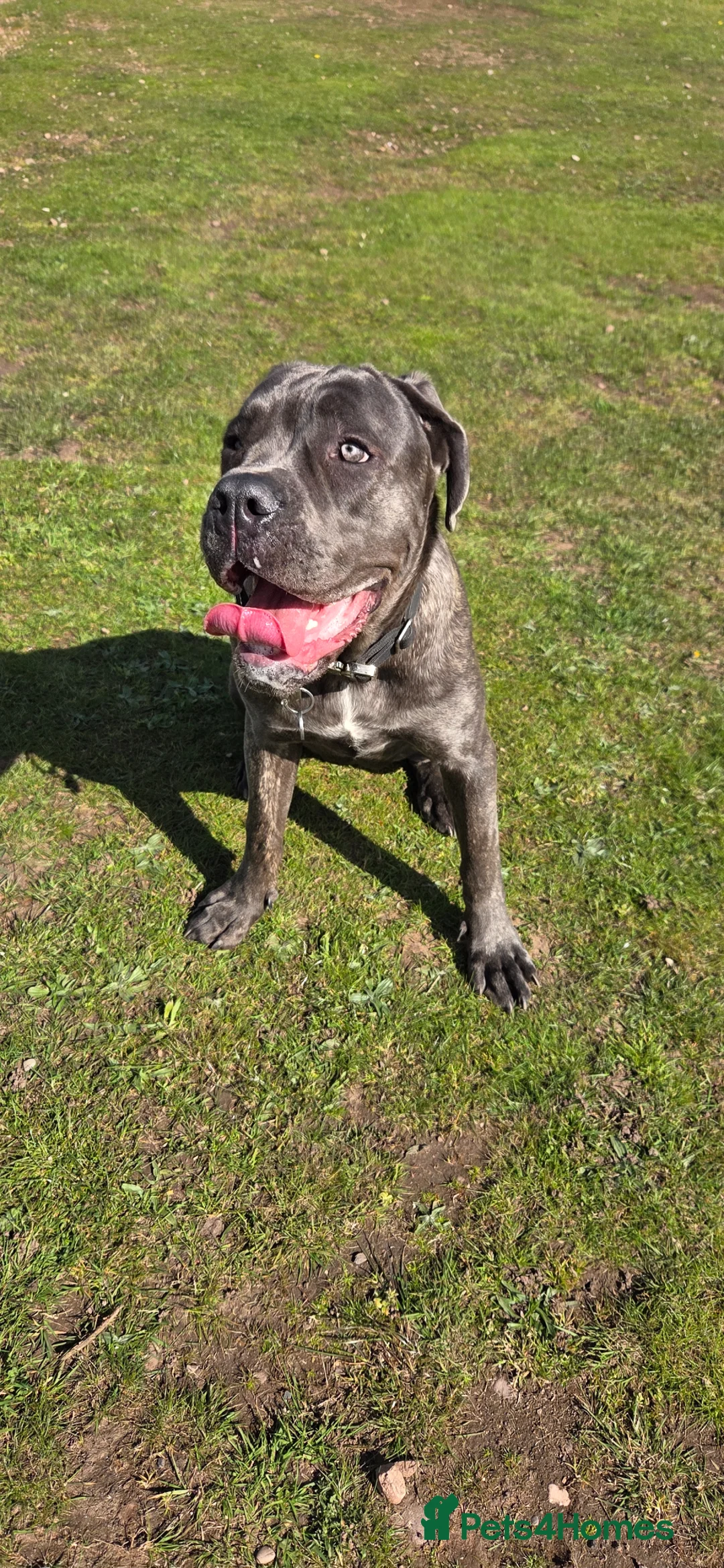Cane Corso dogs for sale: 9 month old cane corso  - Advert 5