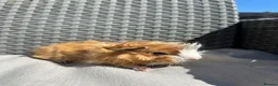 Guinea Pig rodents for sale: Very handsome baby long haired guinea pigs. - Advert 15