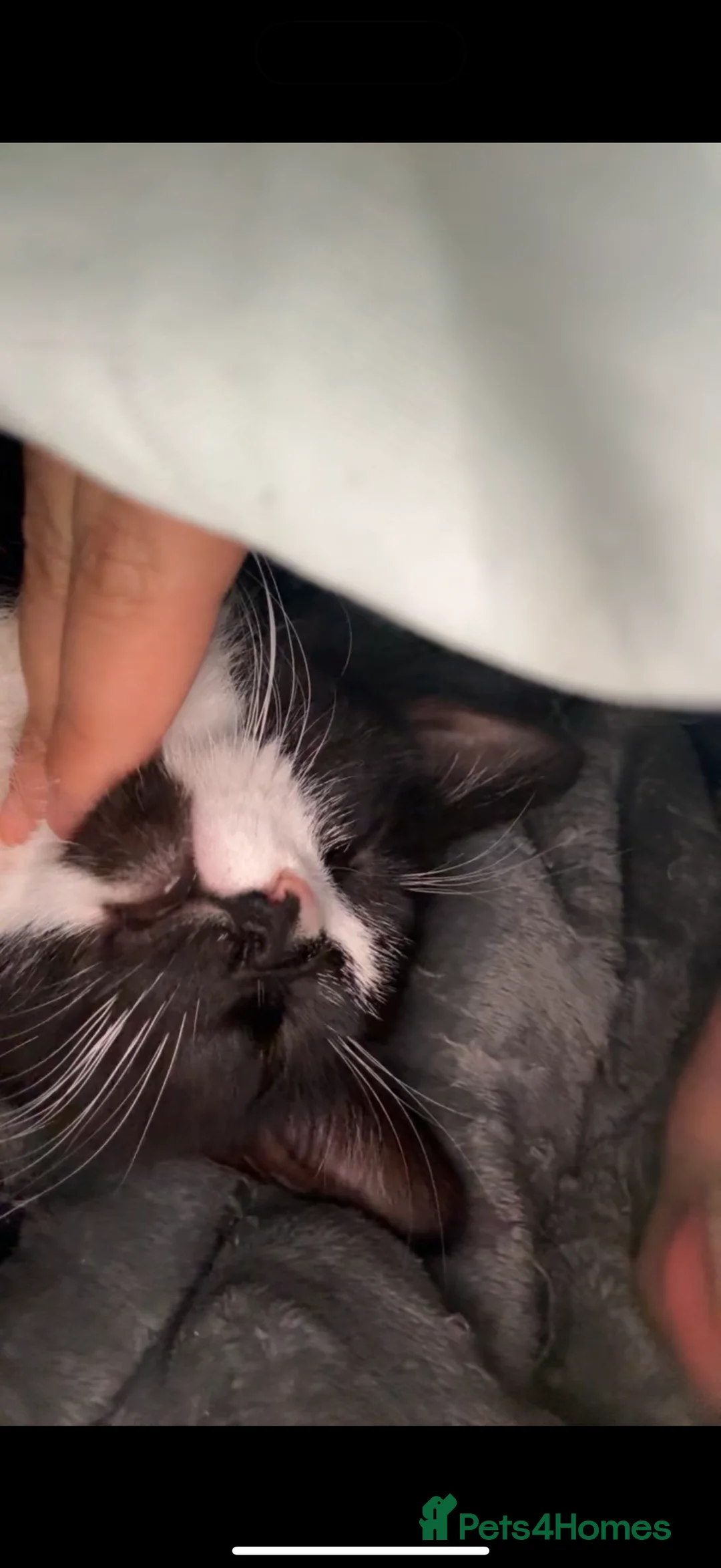 Bombay cats for sale:  NALA - Advert 4