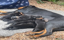 Rottweiler dogs for sale: Rottie pups - Image 2