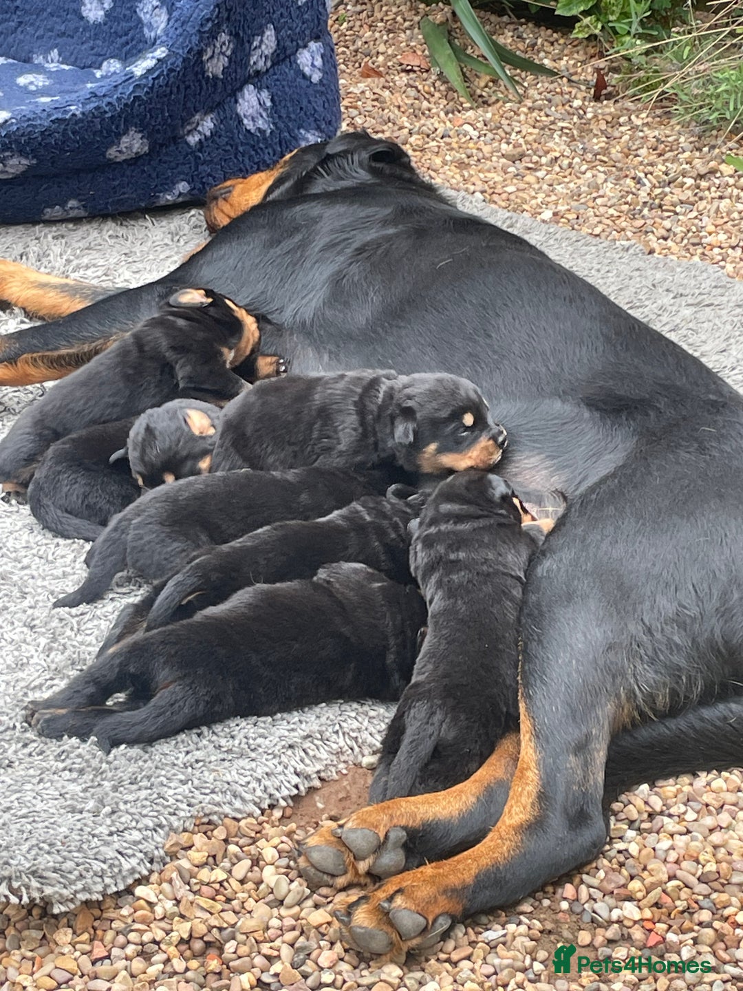 Rottweiler dogs for sale: Rottie pups - Image 2