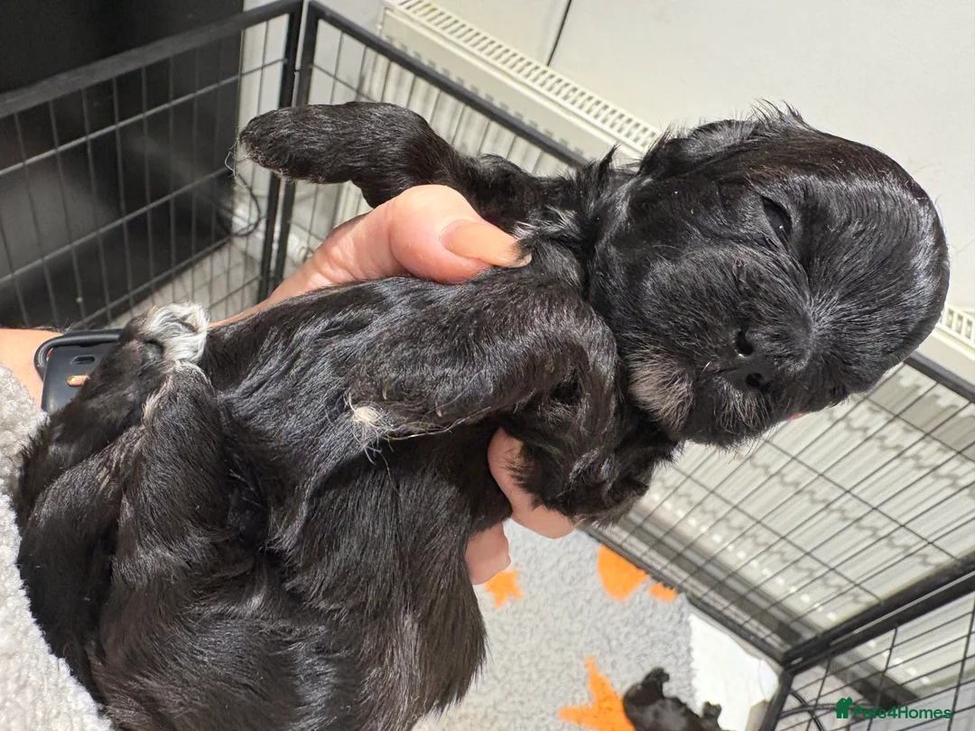 Shihpoo dogs for sale: Shihpoo f1 puppies  🩷🩷 - Advert 22