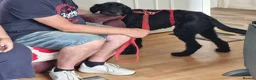 Mixed Breed dogs for adoption: 🐾❤️ HELGA FOR ADOPTION IN CORNWALL OR DEVON ❤️🐾 - Advert 10