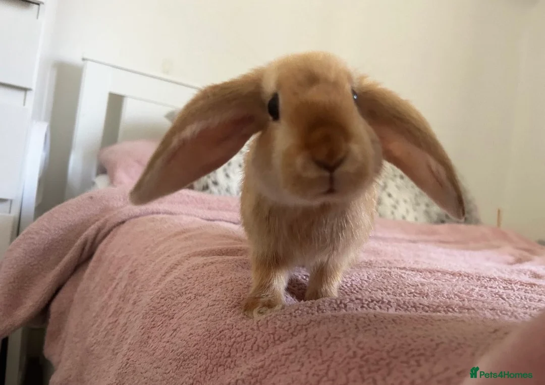 Mini Lop rabbits for sale: Peter in Kirkcaldy - Advert 2