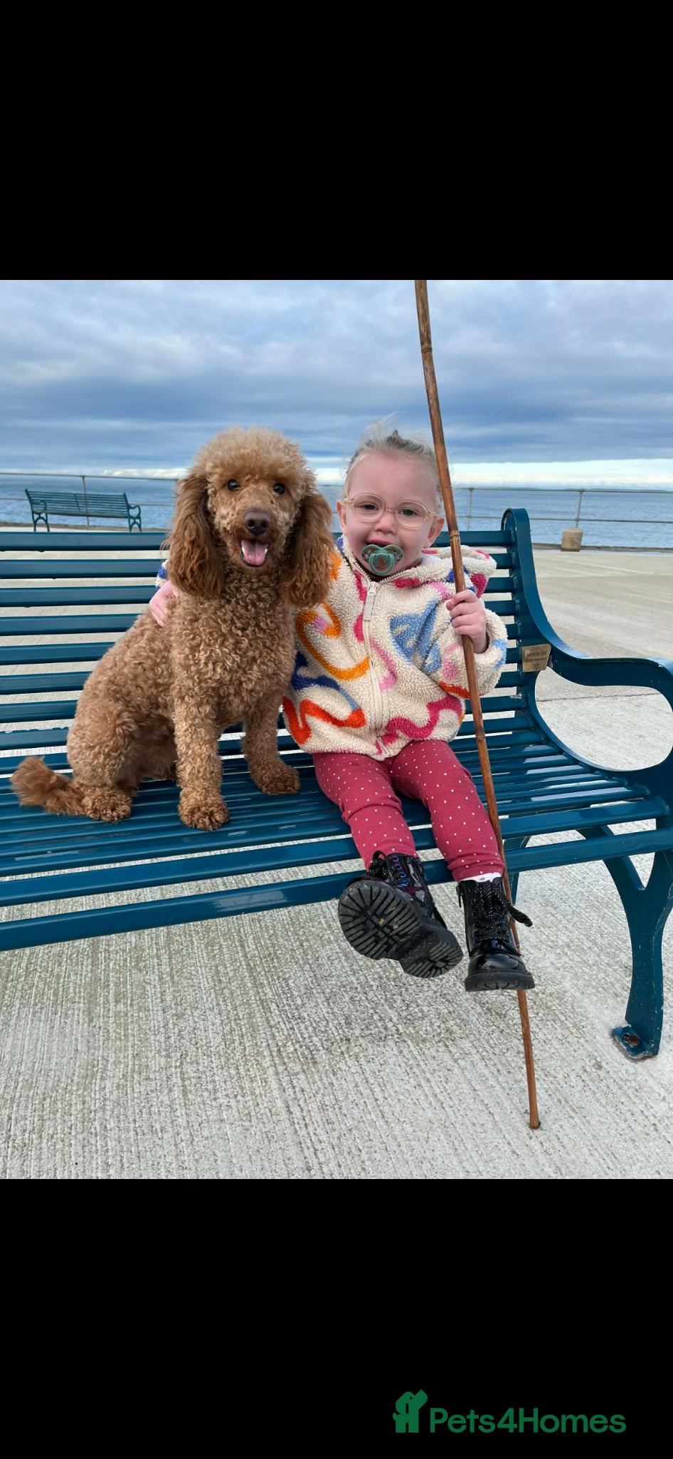 Miniature Poodle dogs ⭐️⭐️ stunning miniature poodle puppies ⭐️⭐️ - Advert 2