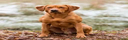 Labrador Retriever dogs for stud: 0/0 HIP & ELBOWS FULLY, HEALTH TESTED - Advert 5
