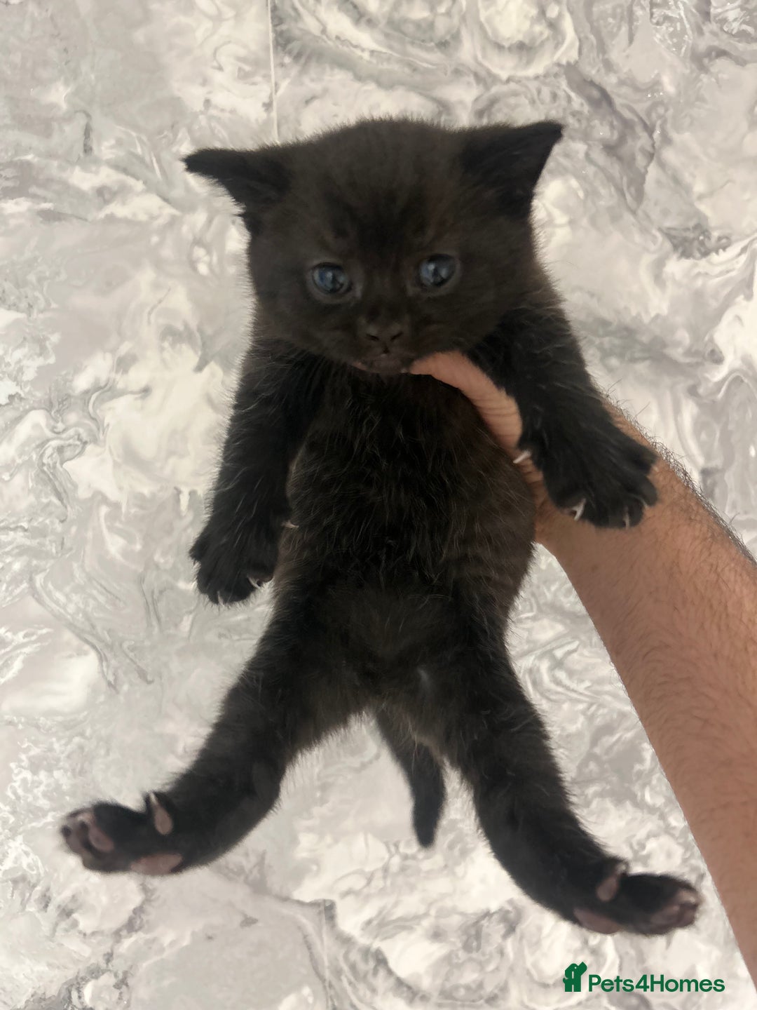 British Shorthair cats for sale: British Short Hair Kittens - Advert 10