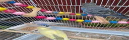 Budgerigars birds for sale: 4 budgies for sale 2 tamed  in Northampton - Advert 7