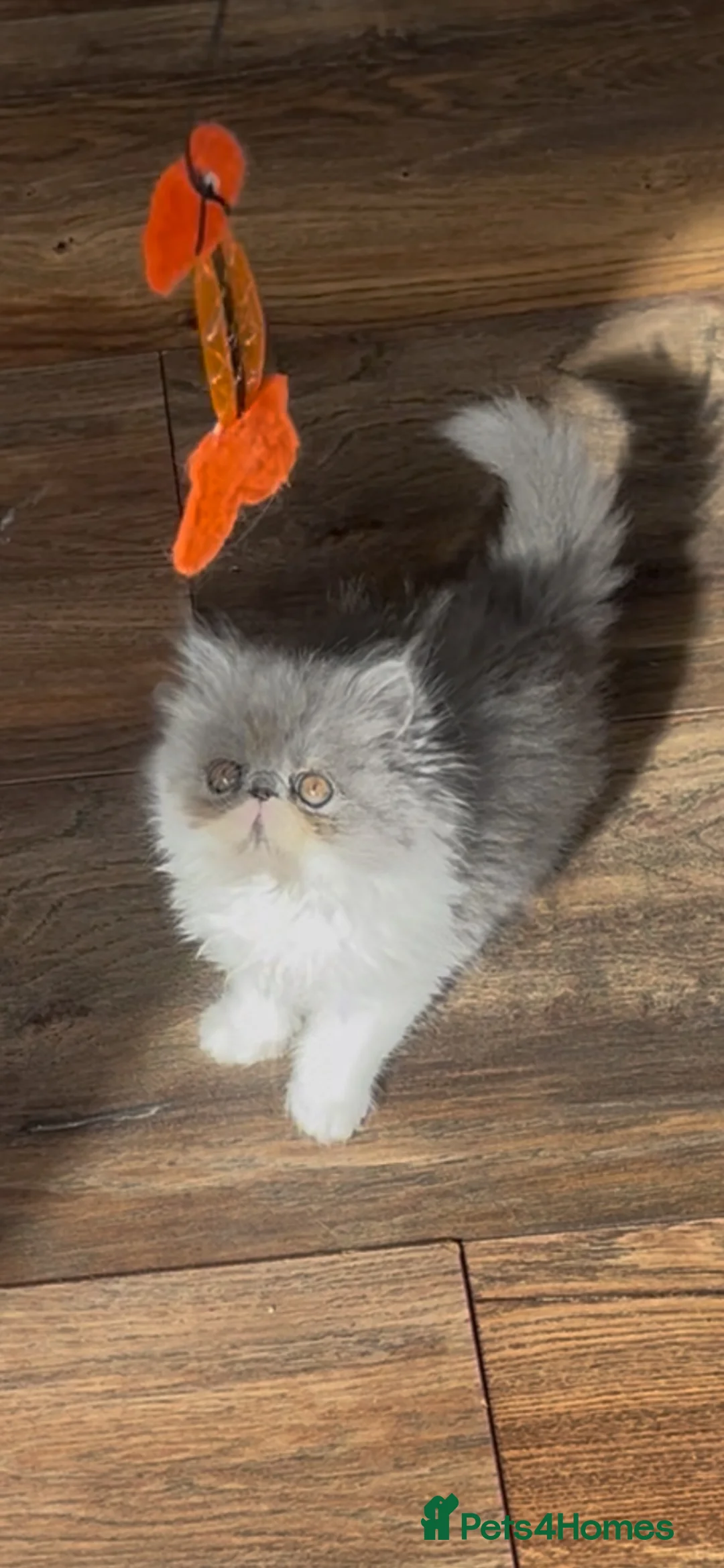 Persian cats for sale: 1 Pure Persian kitten grey/white bicolour girl - Advert 2