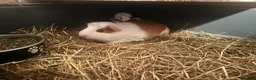 Guinea Pig rodents for sale: Family of guinea pigs  - Advert 5