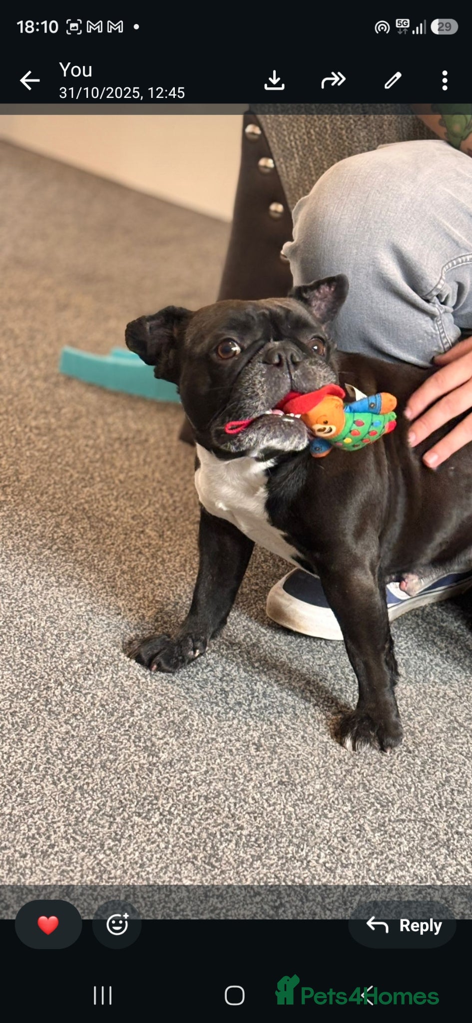 French Bulldog dogs 5 year old Frenchie looking for a loving home  - Advert 1
