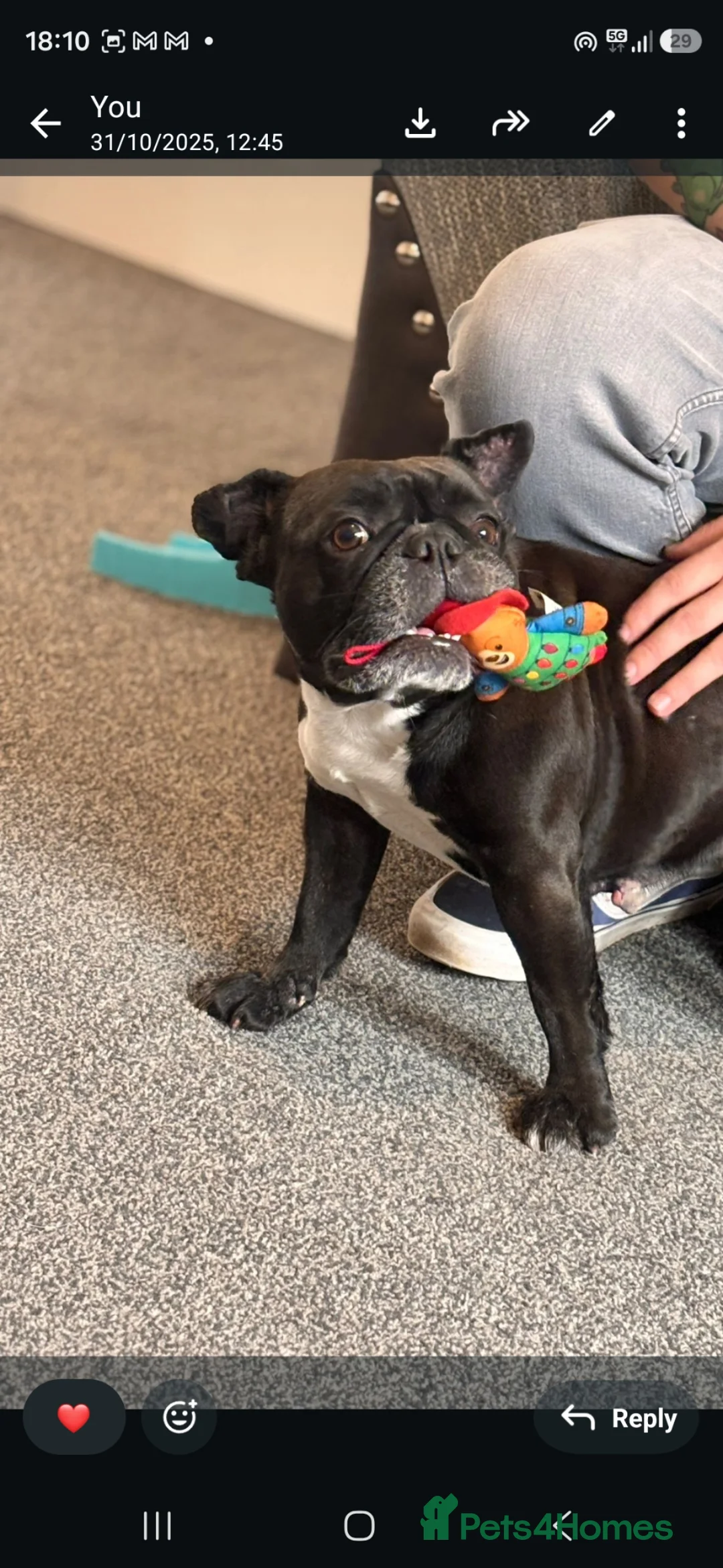 French Bulldog dogs for sale: 5 year old Frenchie looking for a loving home  - Advert 1