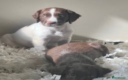 Sprocker dogs for sale: Sprocker Puppies  - Image 3