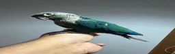 Conures birds for sale: Green check conures tamed - Advert 5