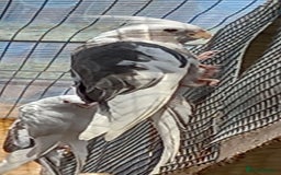 Cockatiels birds for sale: Young cockatiels for sale, £100 each, sandbach - Image 4
