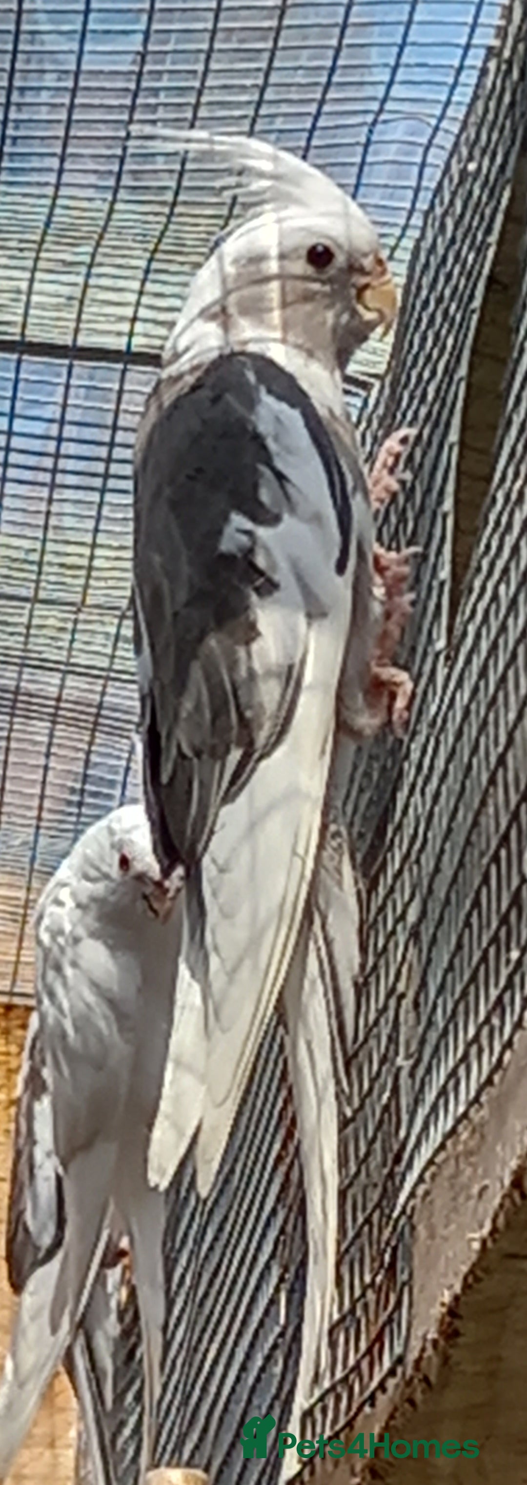 Cockatiels birds for sale: Young cockatiels for sale, £100 each, sandbach - Image 4