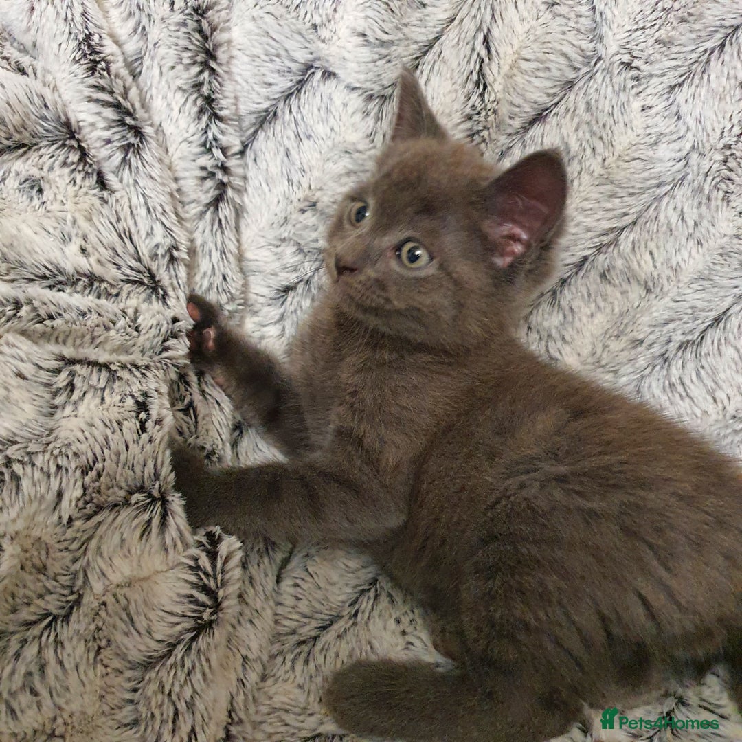 Mixed Breed cats for sale: 5 cute 😍 kittens  - Advert 10