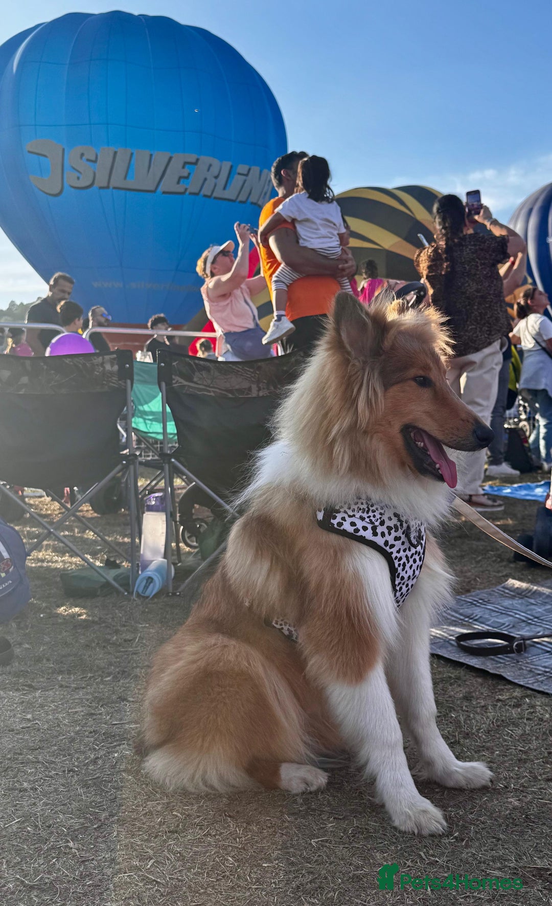 Rough Collie dogs for sale: KC Registered Rough Collie – 10 Months- £1,700 - Advert 3