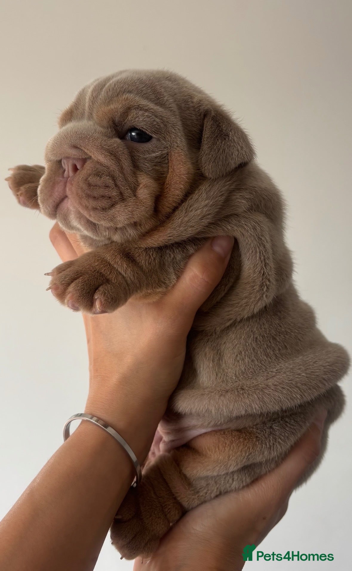 English Bulldog dogs *** QUALITY ENGLISH BULLDOG’s *** - Advert 1