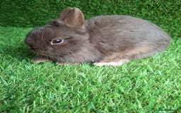 Netherland Dwarf rabbits for sale: FULL CHOCOLATE NETHERLAND BUCK - Image 1