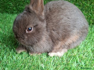 Netherland Dwarf rabbits for sale - Advert 1