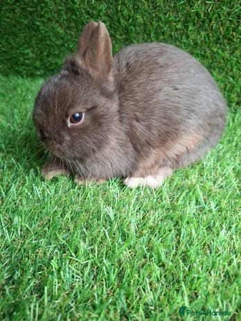 Netherland Dwarf rabbits - Advert 1