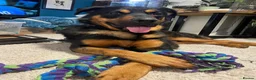 Mixed Breed dogs for sale: Neutered dog suitable as a guard dog - Advert 4