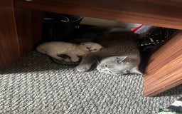 British Shorthair cats for sale: British short haired kittens  - Image 11