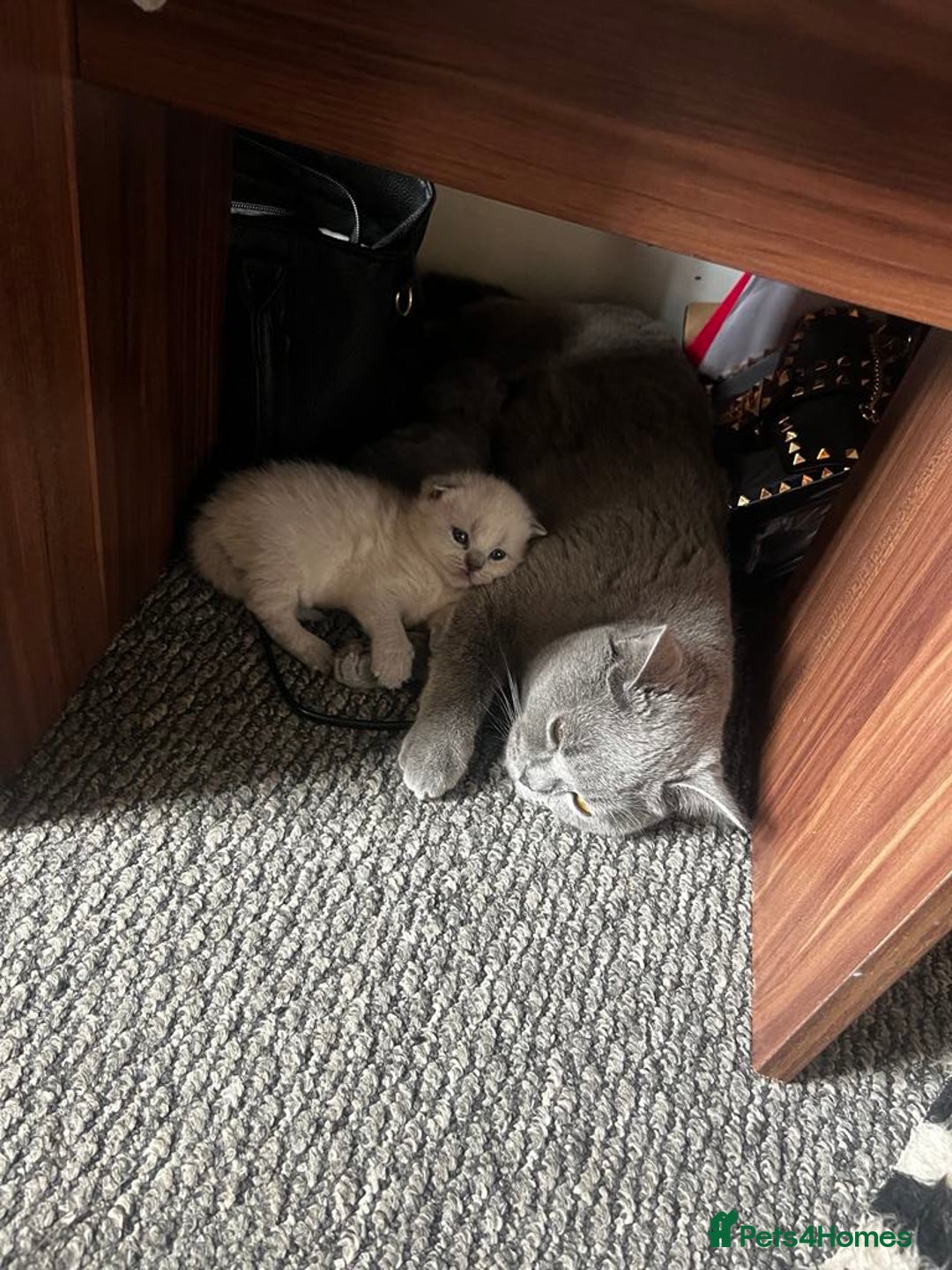British Shorthair cats for sale: British short haired kittens  - Image 11