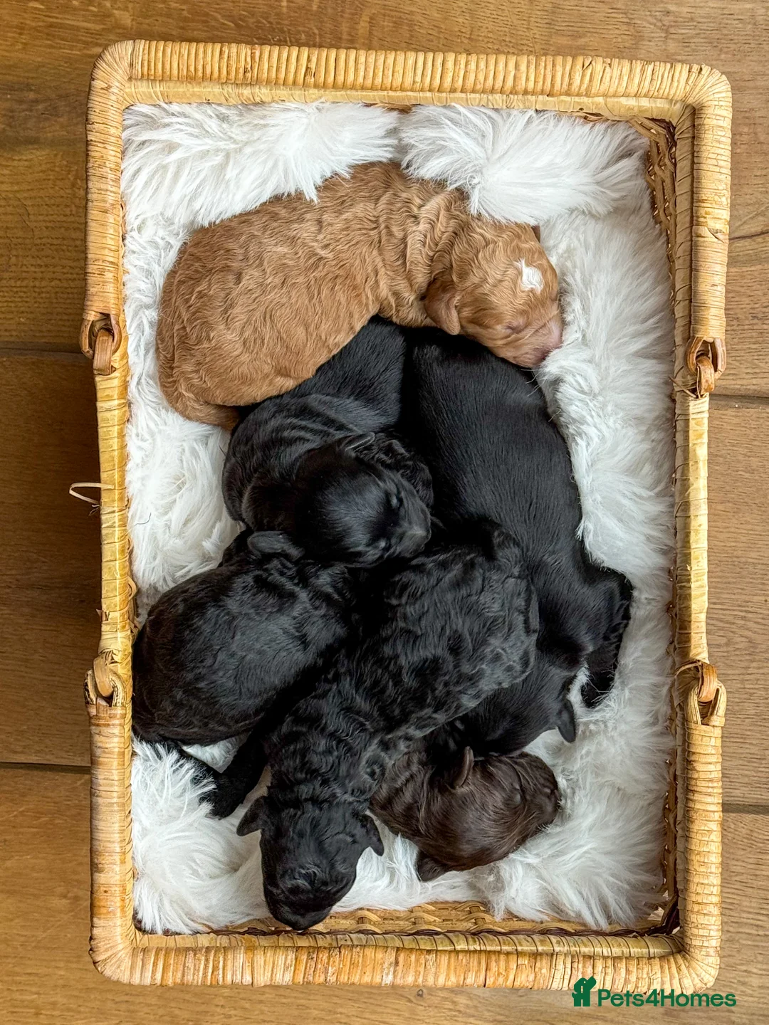 Australian Labradoodle dogs for sale: Five Australian Labradoodle puppies - Advert 5