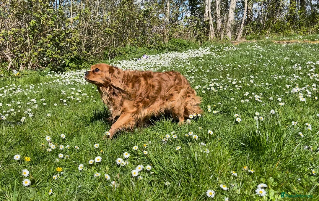 Cavalier King Charles Spaniel dogs for stud: Beautiful Red Cavalier King Charles Spaniel in Mansfield - Advert 2