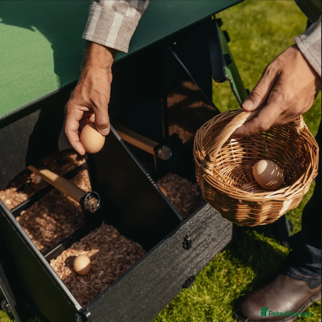 Mixed Breed poultry for sale: Chicken Coop House Large - Recycled - 8/15 Hens - Advert 6