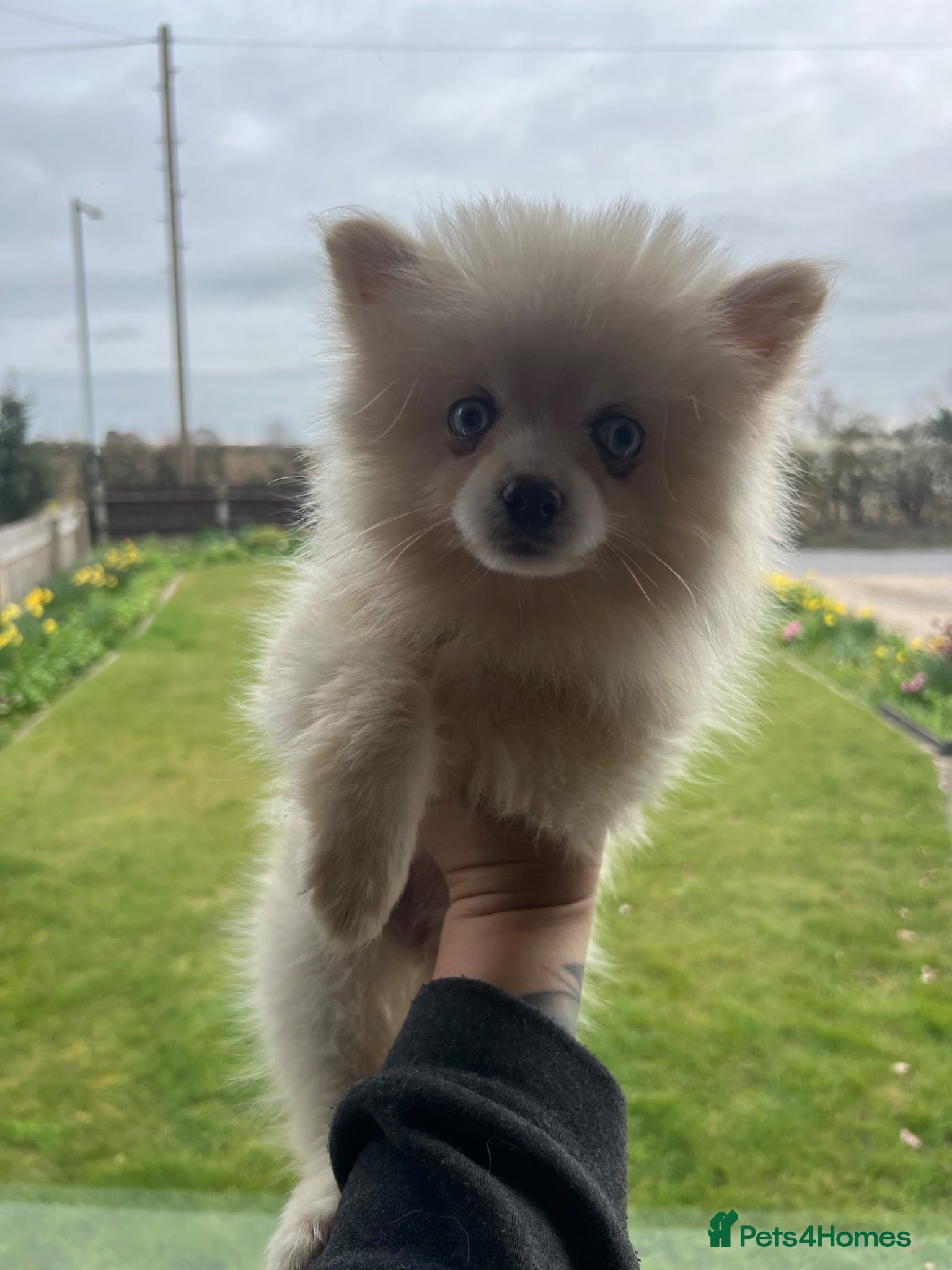 Pomsky dogs F4 TINY TOY Pomsky 1.3kg 18 weeks - Advert 3