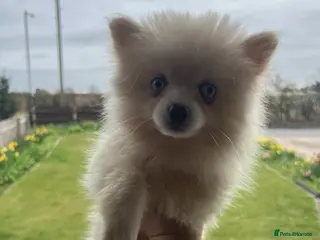 Pomsky dogs F4 TINY TOY Pomsky 1.3kg 18 weeks - Advert 3